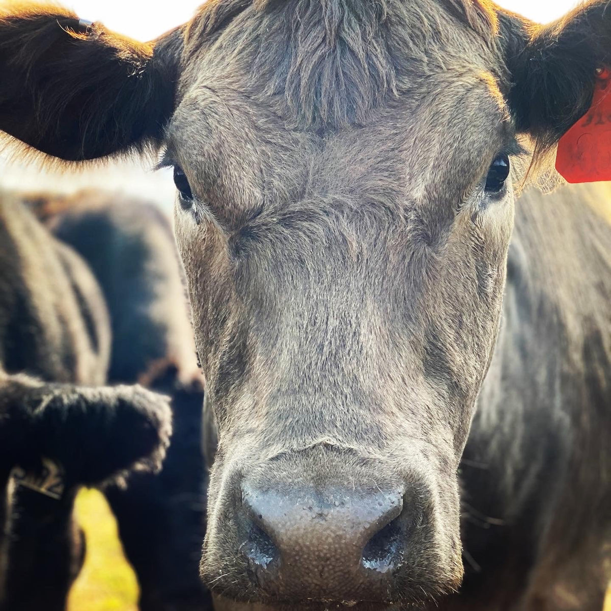 Ciardullo Ranch | Grass Fed Beef